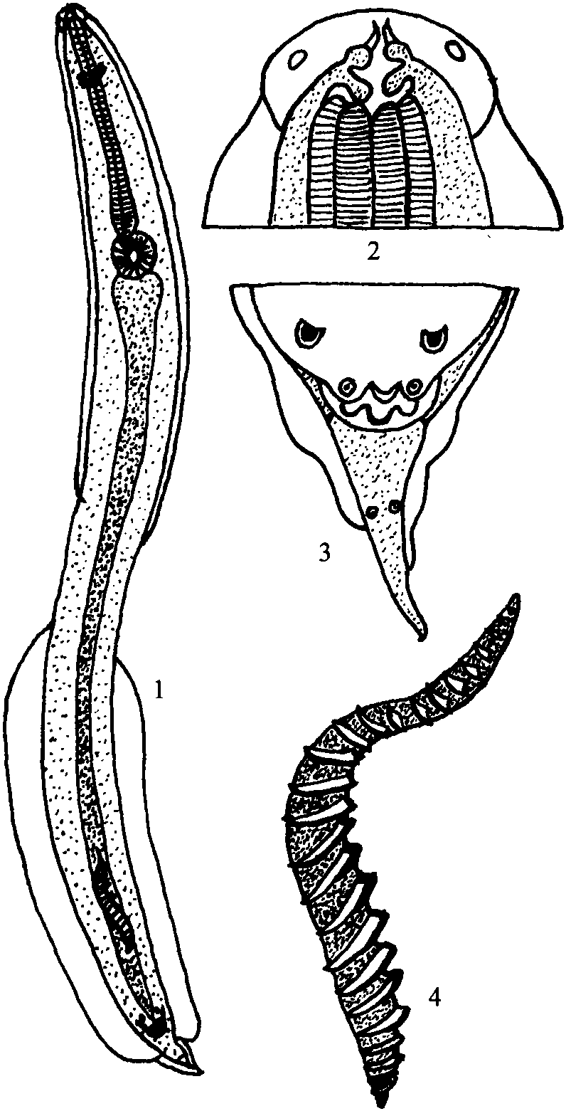 摩洛哥皮尖線(xiàn)蟲(chóng)